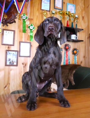 Щенок курцхаар